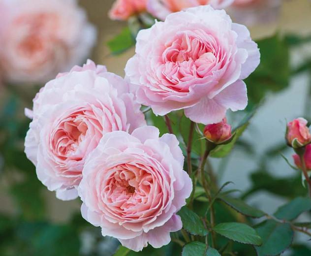 Rose A Shropshire Lad, Rosa A Shropshire Lad, David Austin Rose, English Roses, Shrub roses, pink roses, Climbing Roses, fragrant roses